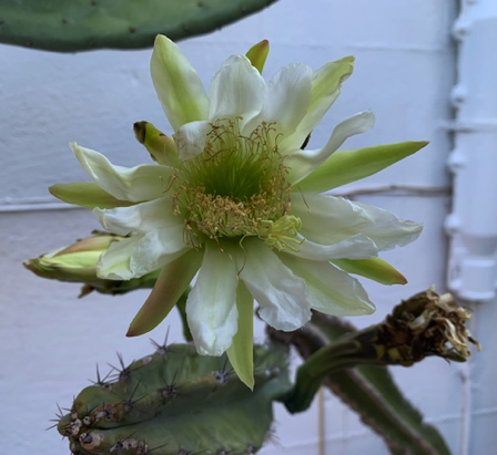 Sep 26 - Night bloomer outside the
Black Mountain Cafe. Sep 26 - Night bloomer outside the
Black Mountain Cafe.